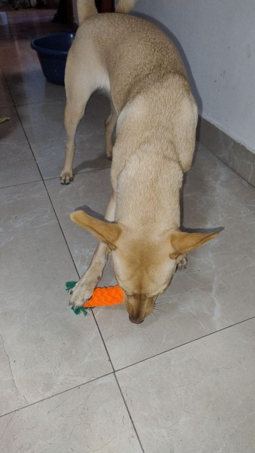 Moana brincando com mordedor em formato de cenoura
