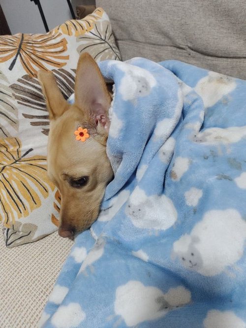 Pet enrolado em uma manta macia, descansando tranquilo