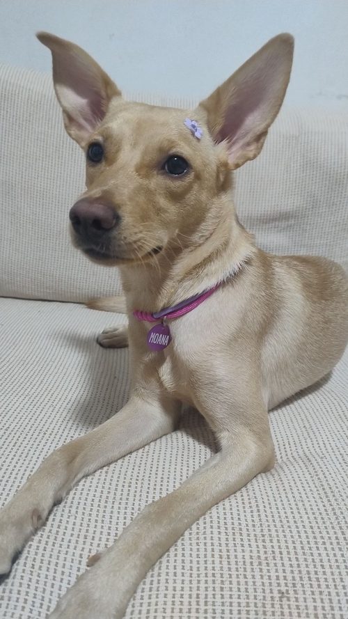 Moana usando sua coleira do dia a dia