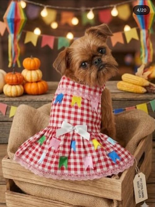 Cão vestindo vestido xadrez temático de festa junina com laço branco
