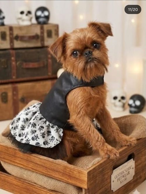 Cão vestindo roupinha temática estilo gótico com saia estampada
