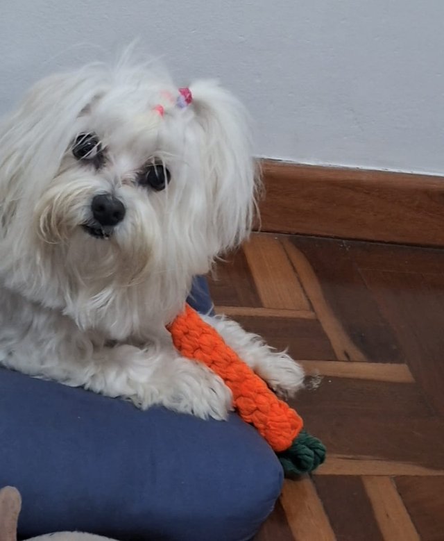 Cachorrinha branca de pelo comprido, da cliente Amanda, segurando o Brinquedo Cenoura
